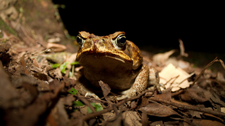 Hurricanes Bring Invasive Species, and These Maps Preview Where